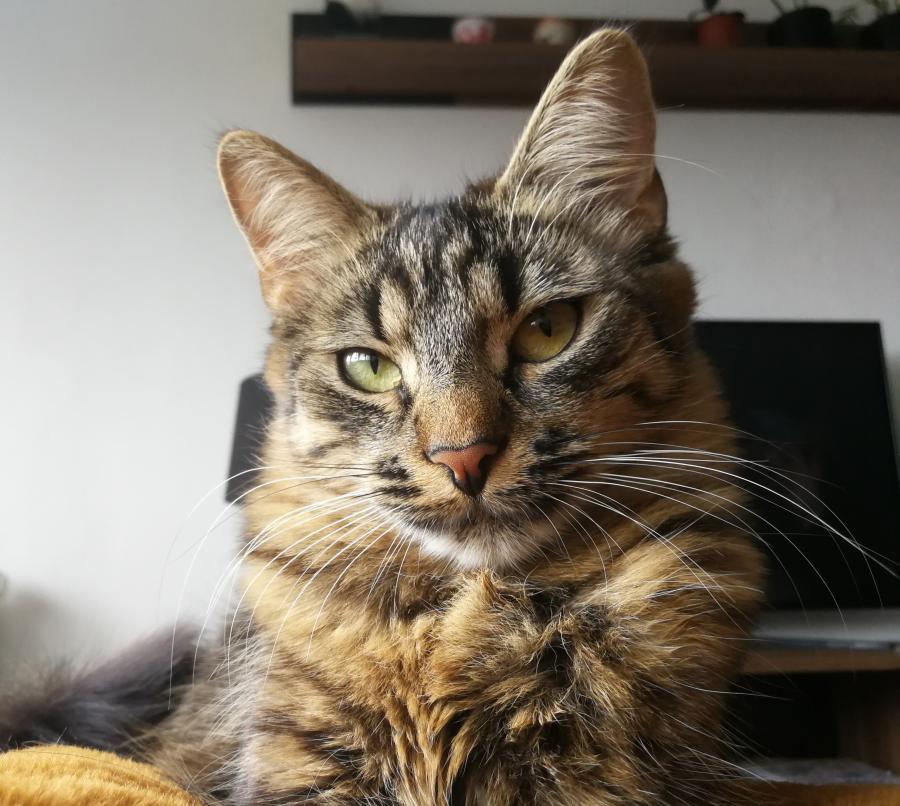 Lotka 