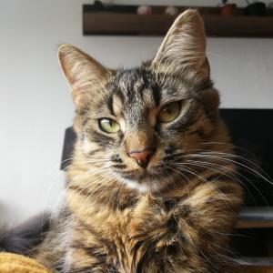 Lotka 