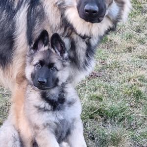 Kovu