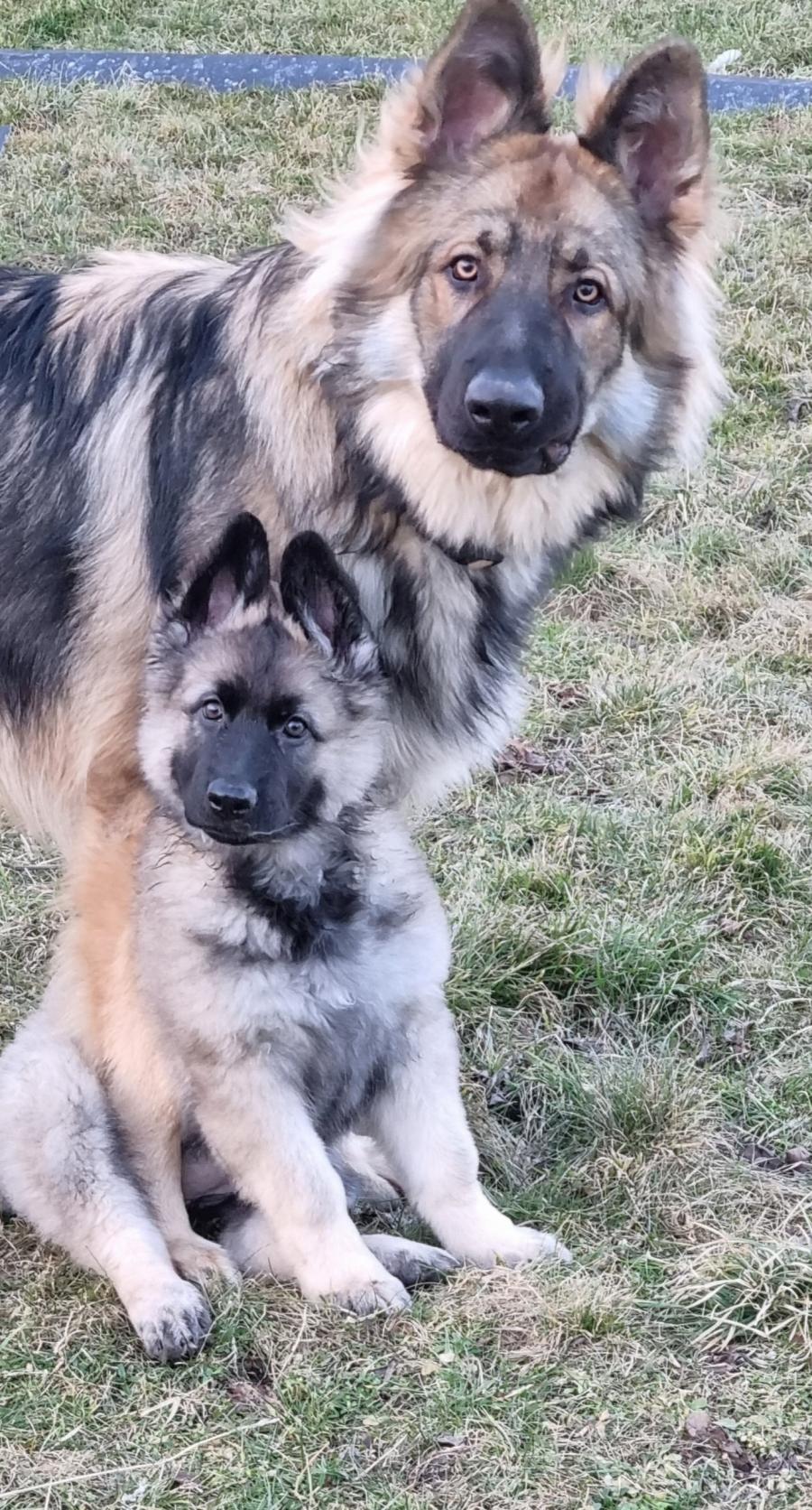 Kovu