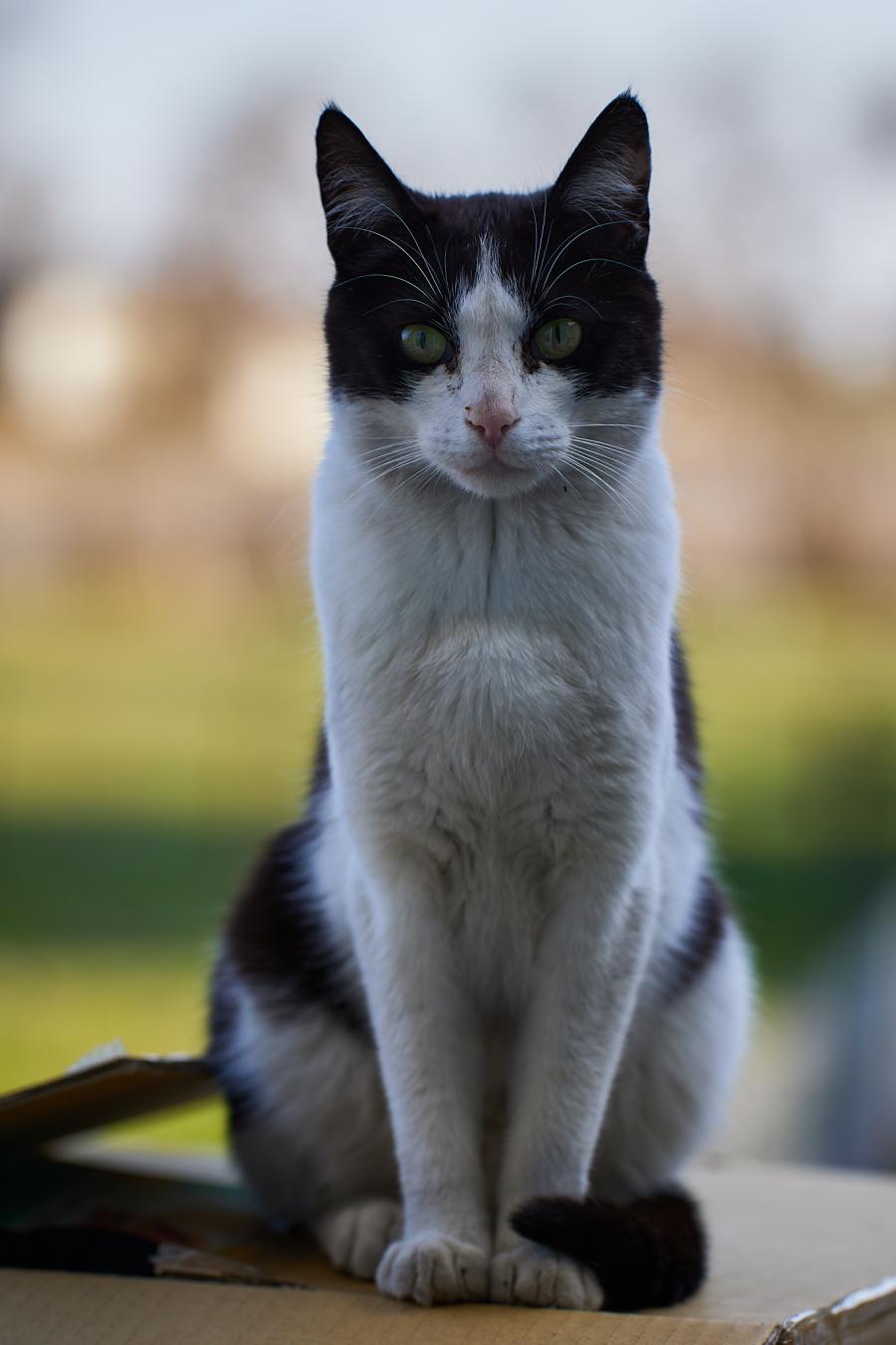 Feliks 