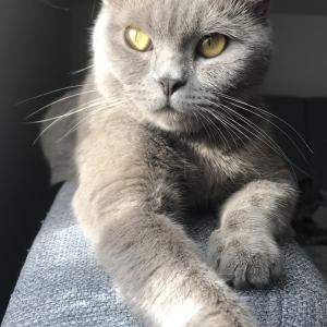 Apolla