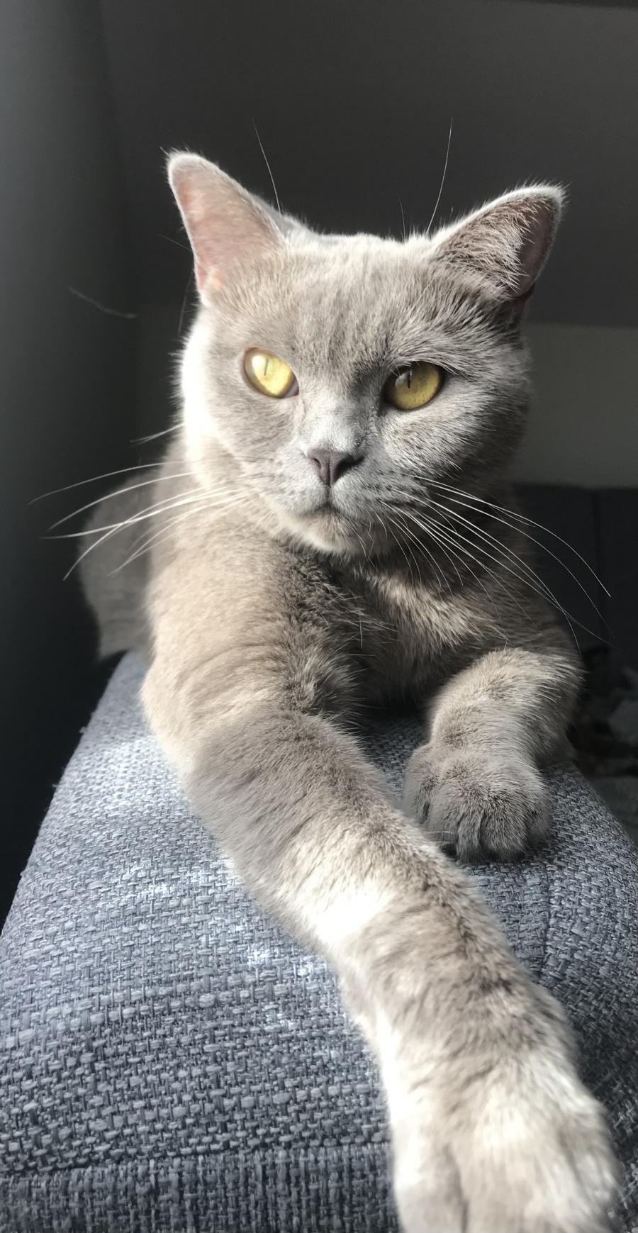 Apolla