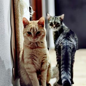 Beza&Nala