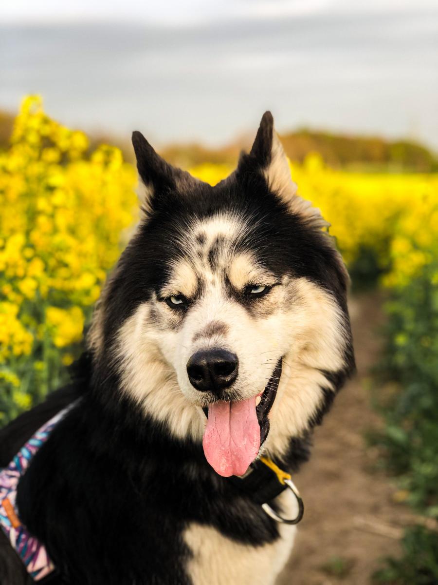 Maylo