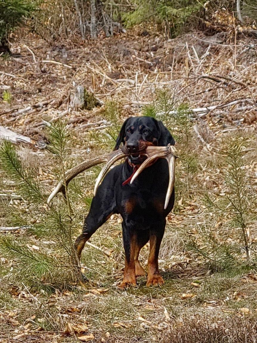 Bonnie