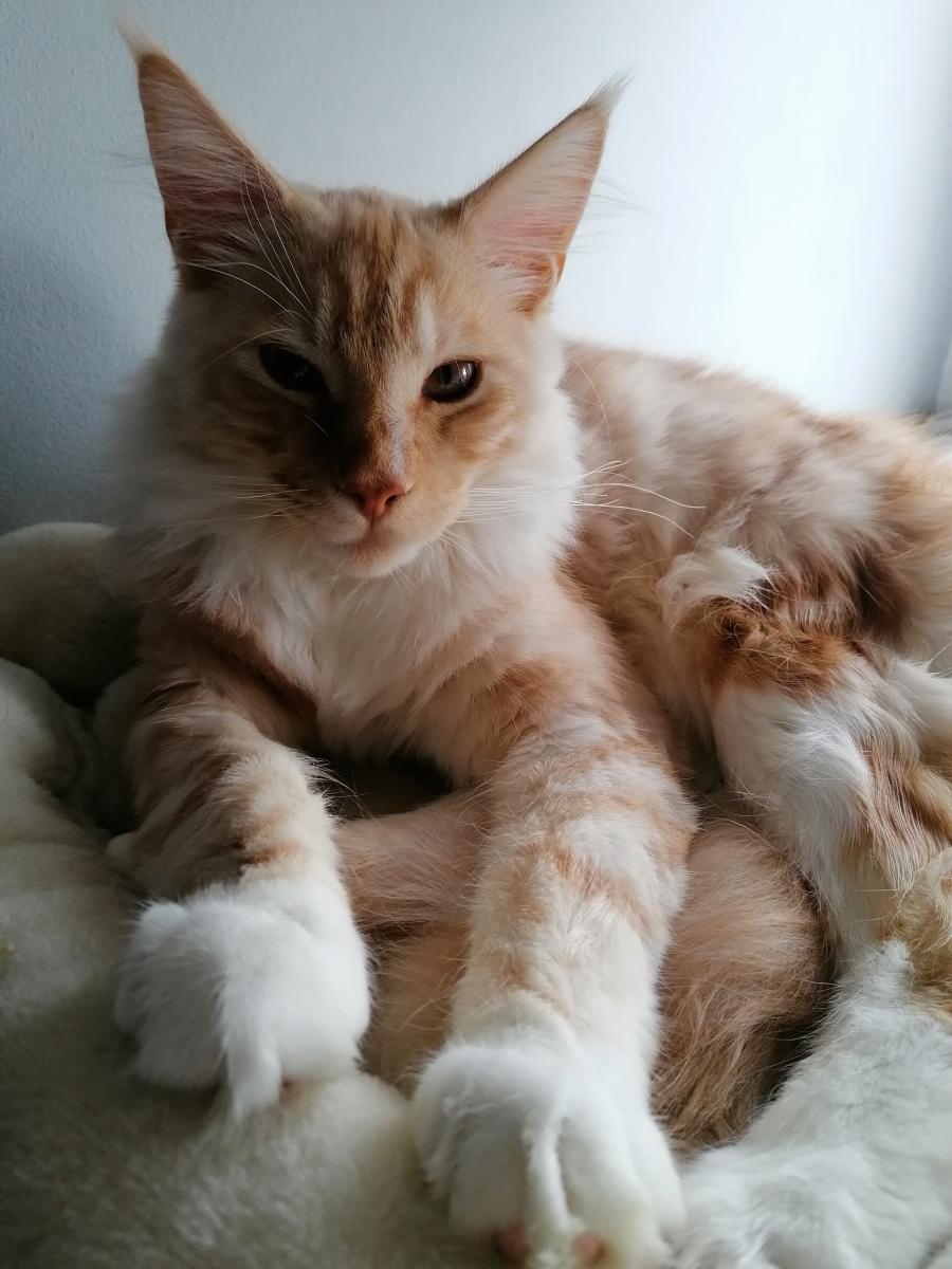 Karmel