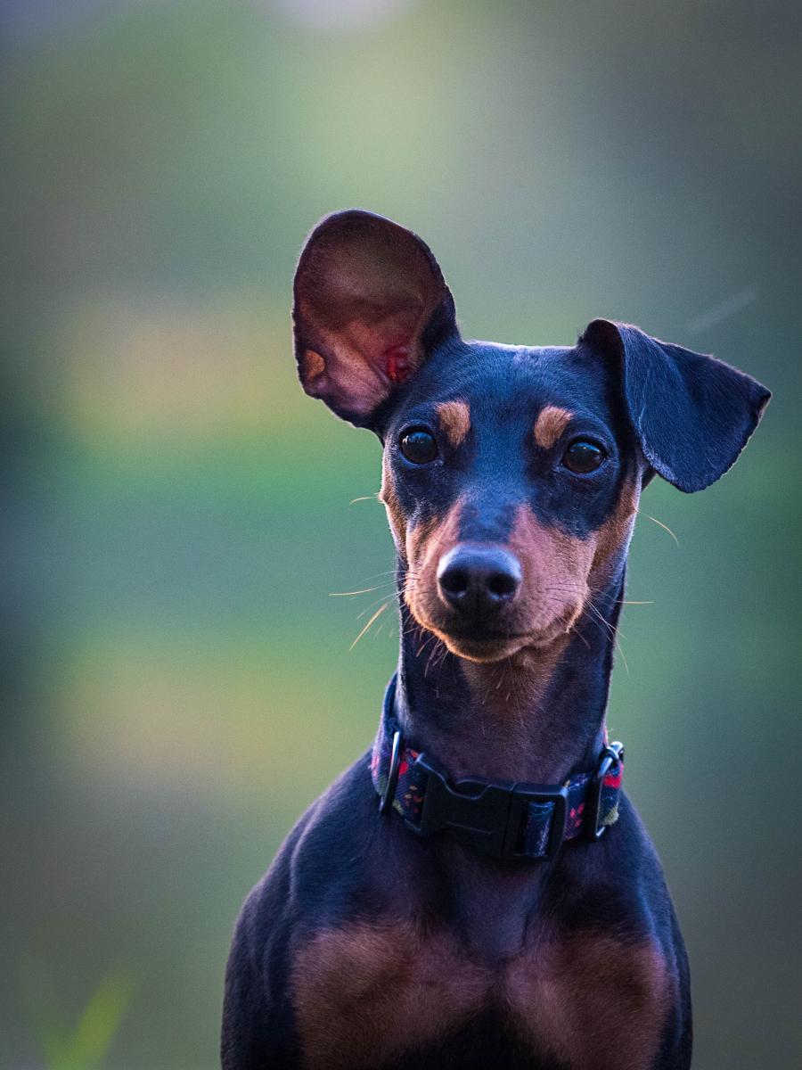 Luca