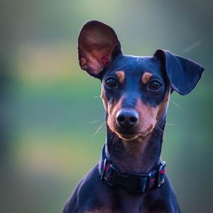 Luca