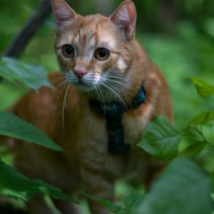 Amigo 