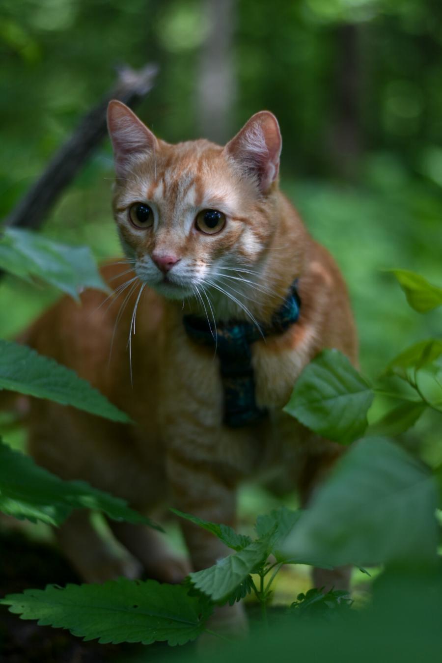 Amigo 
