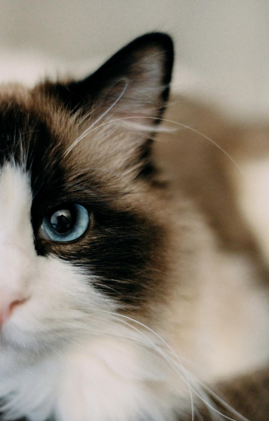 Gizmo