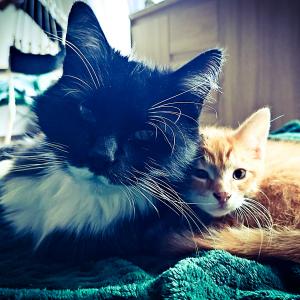 Lio & Floki
