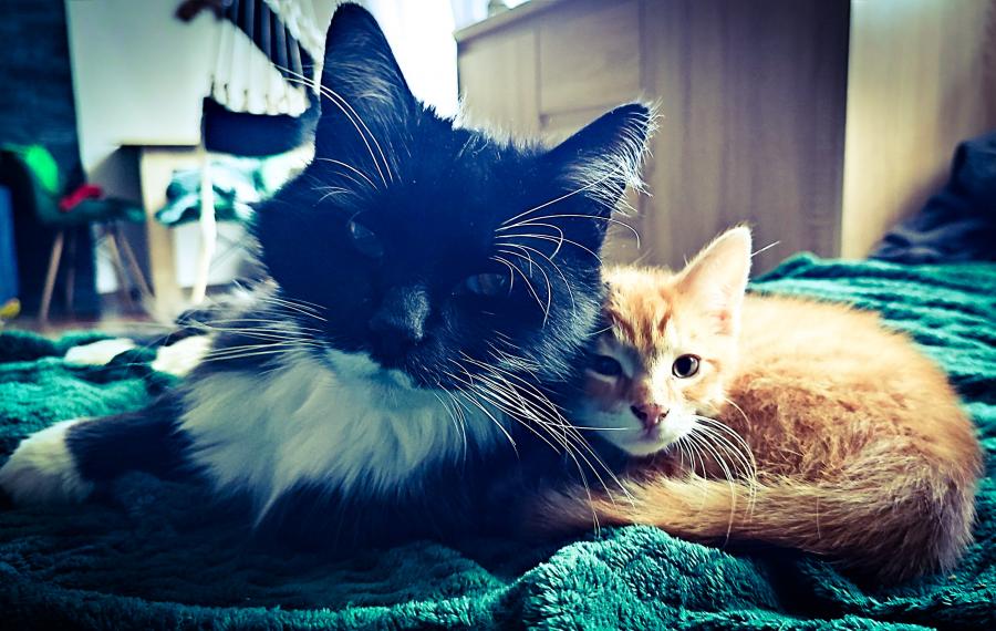 Lio & Floki