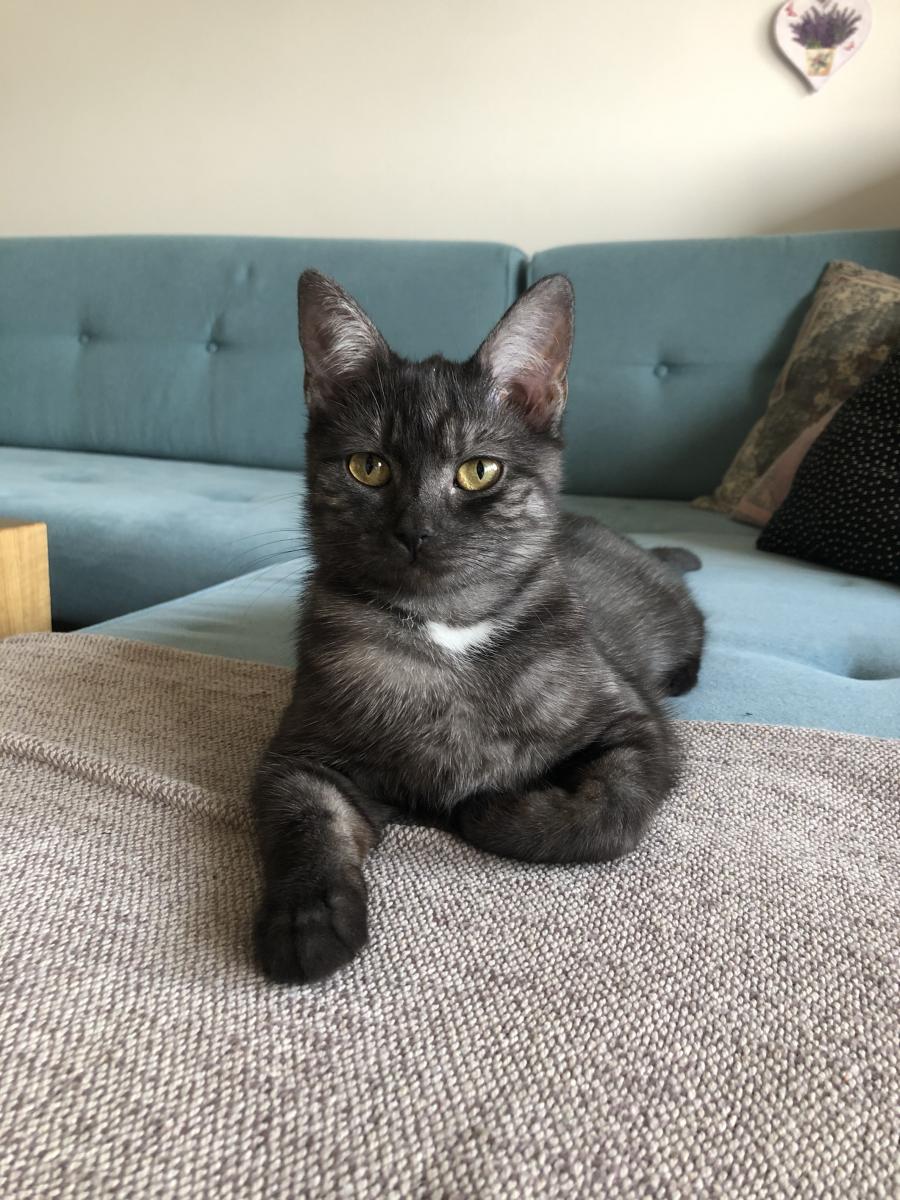 Lusia