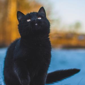 Django