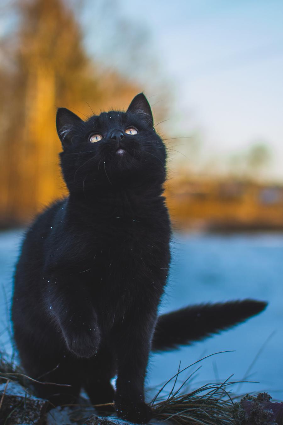 Django
