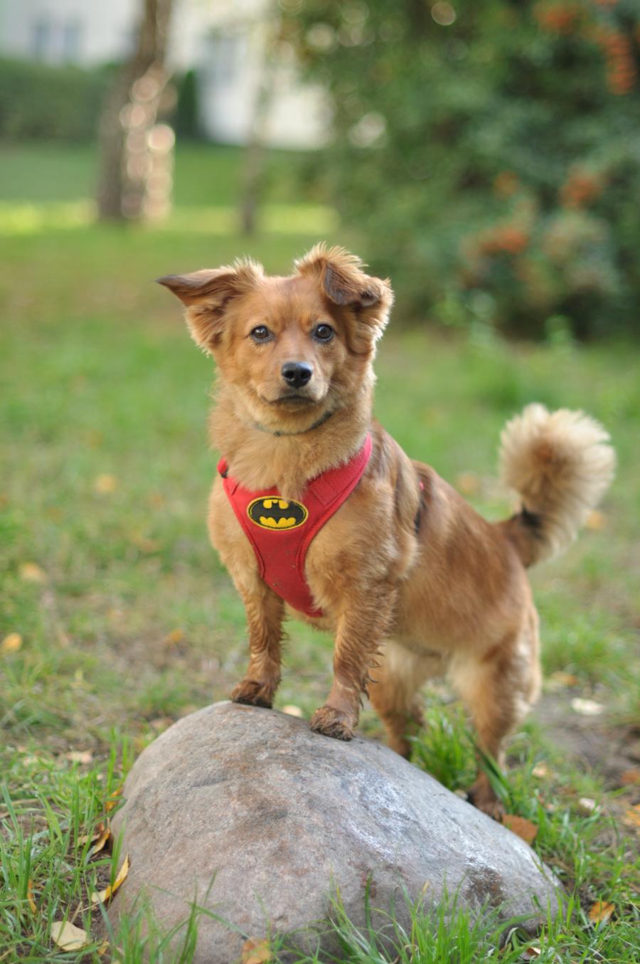 Coco