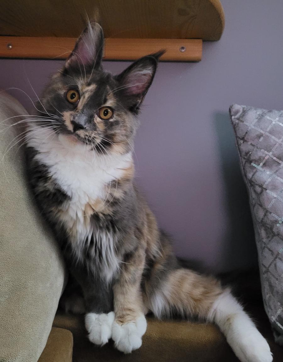 Neli