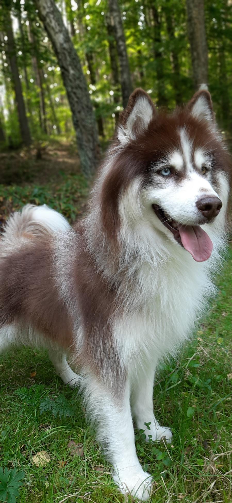 Riki