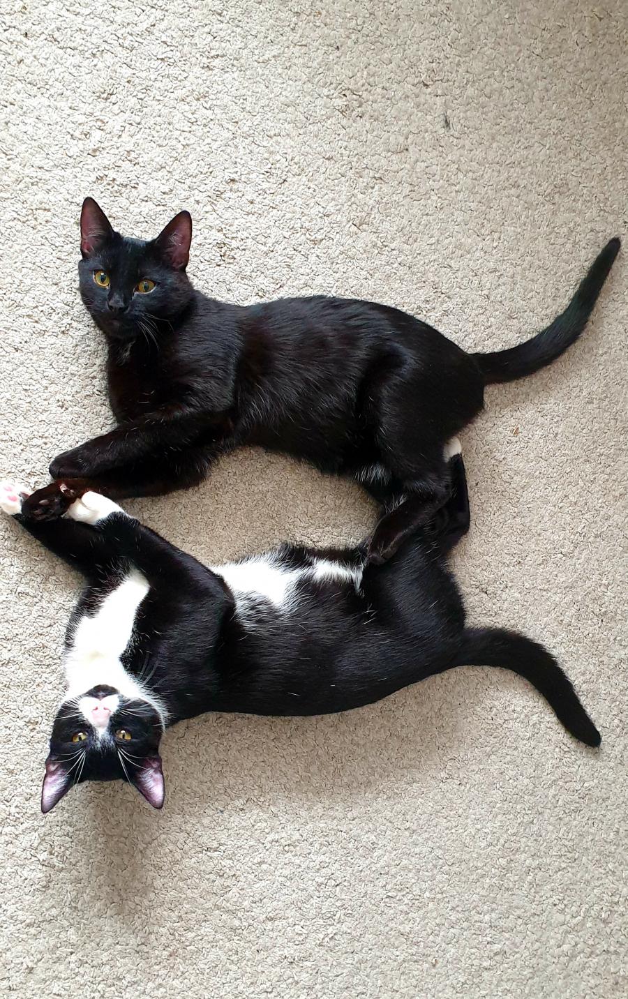 Skiper & Phillips 