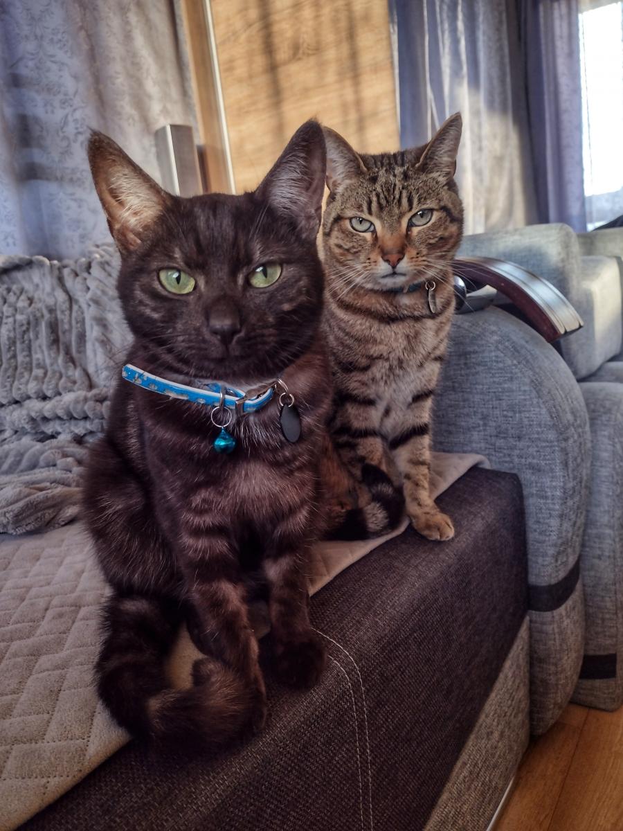 Covidek & Fama