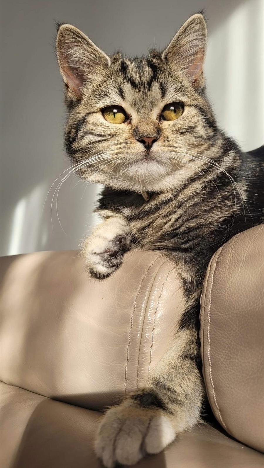 Fibi
