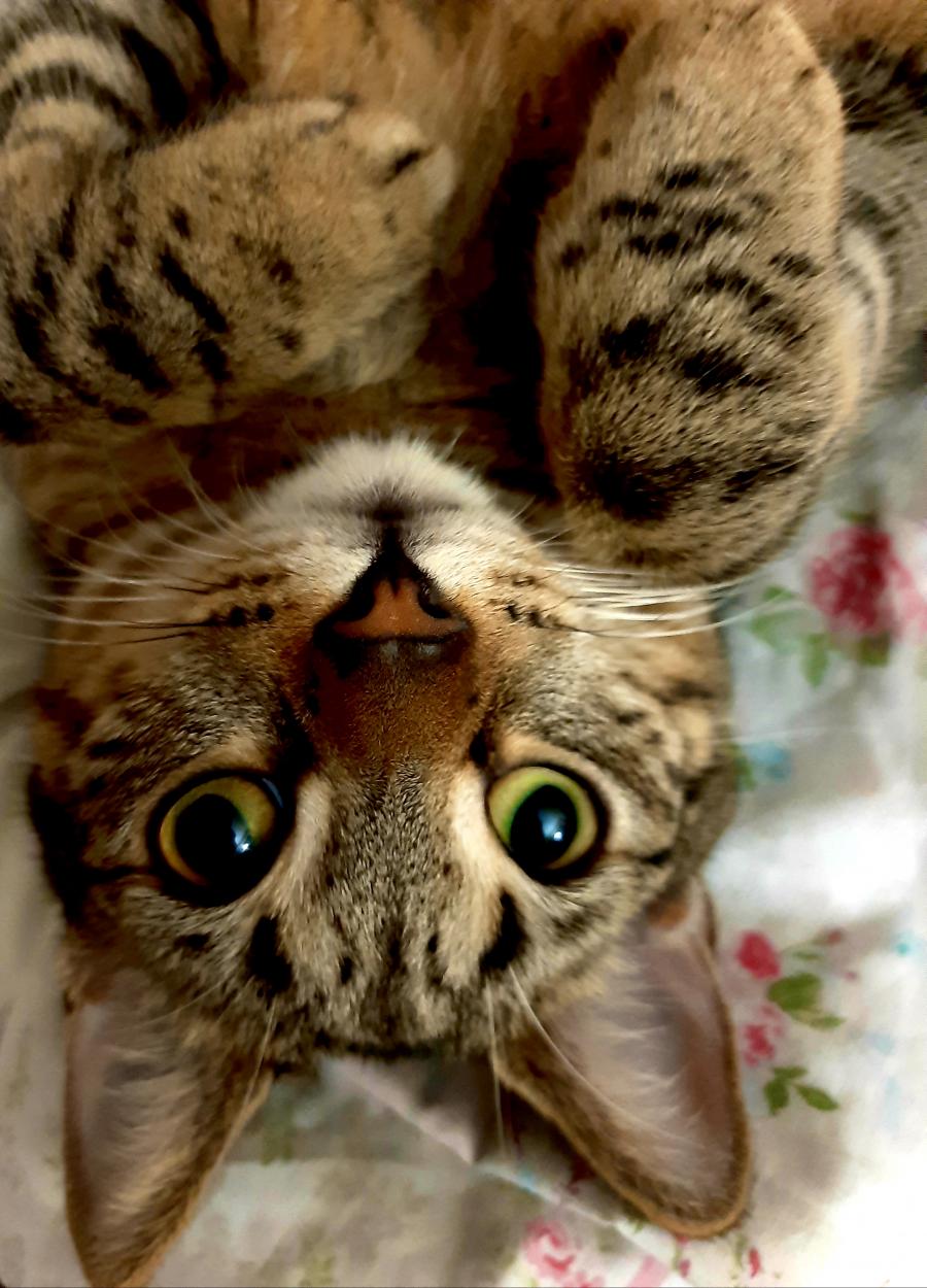 Pikuś
