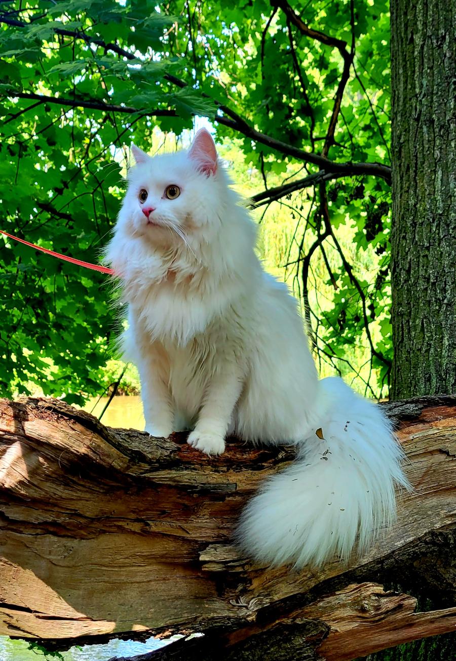 Snieżka