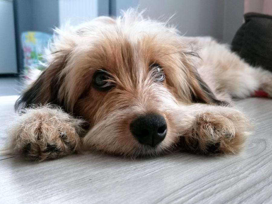 Mayka