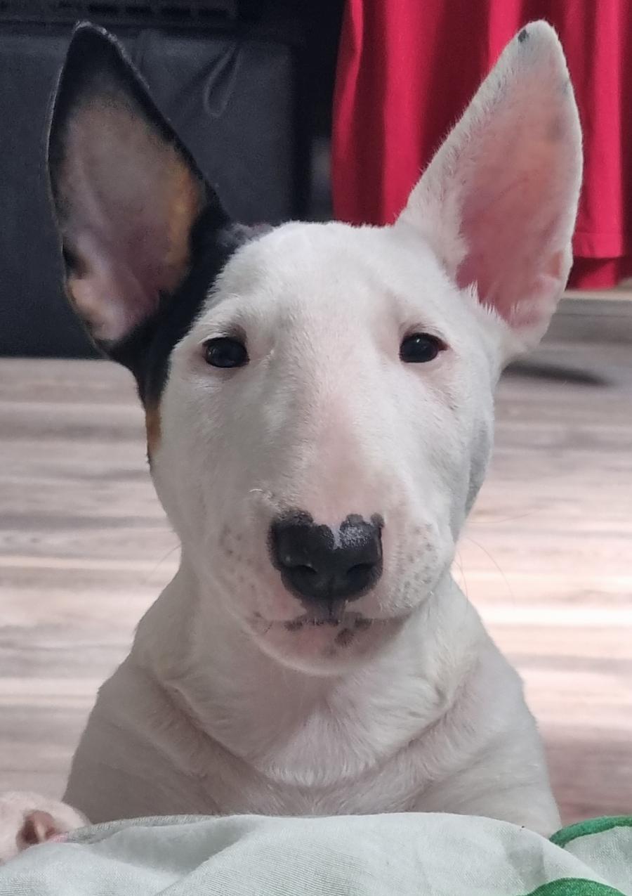 Nala