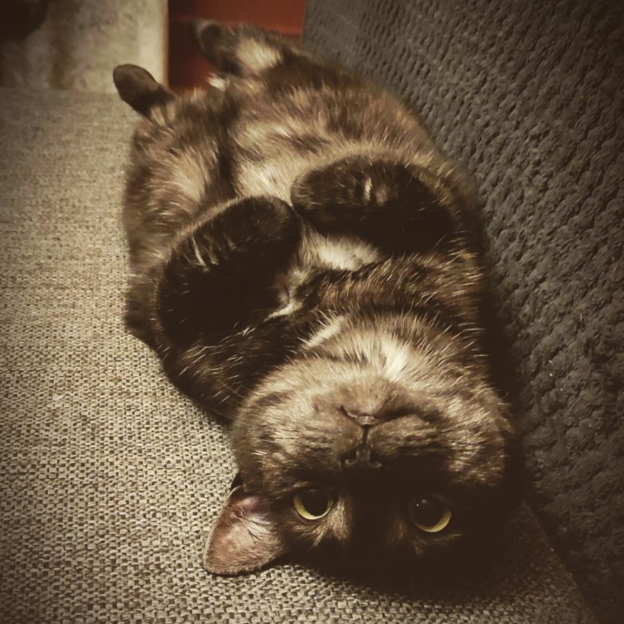 Milka
