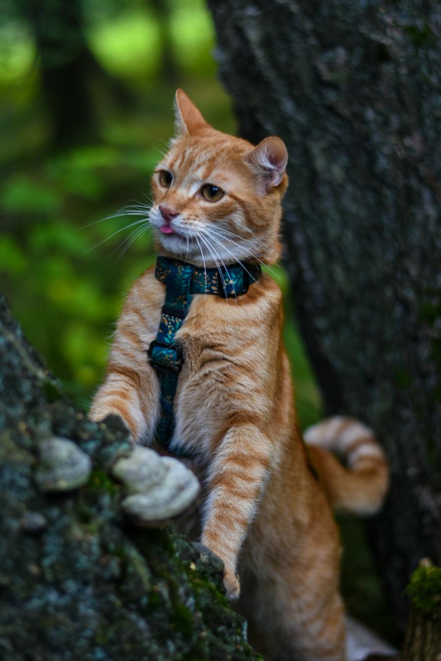 Amigo 