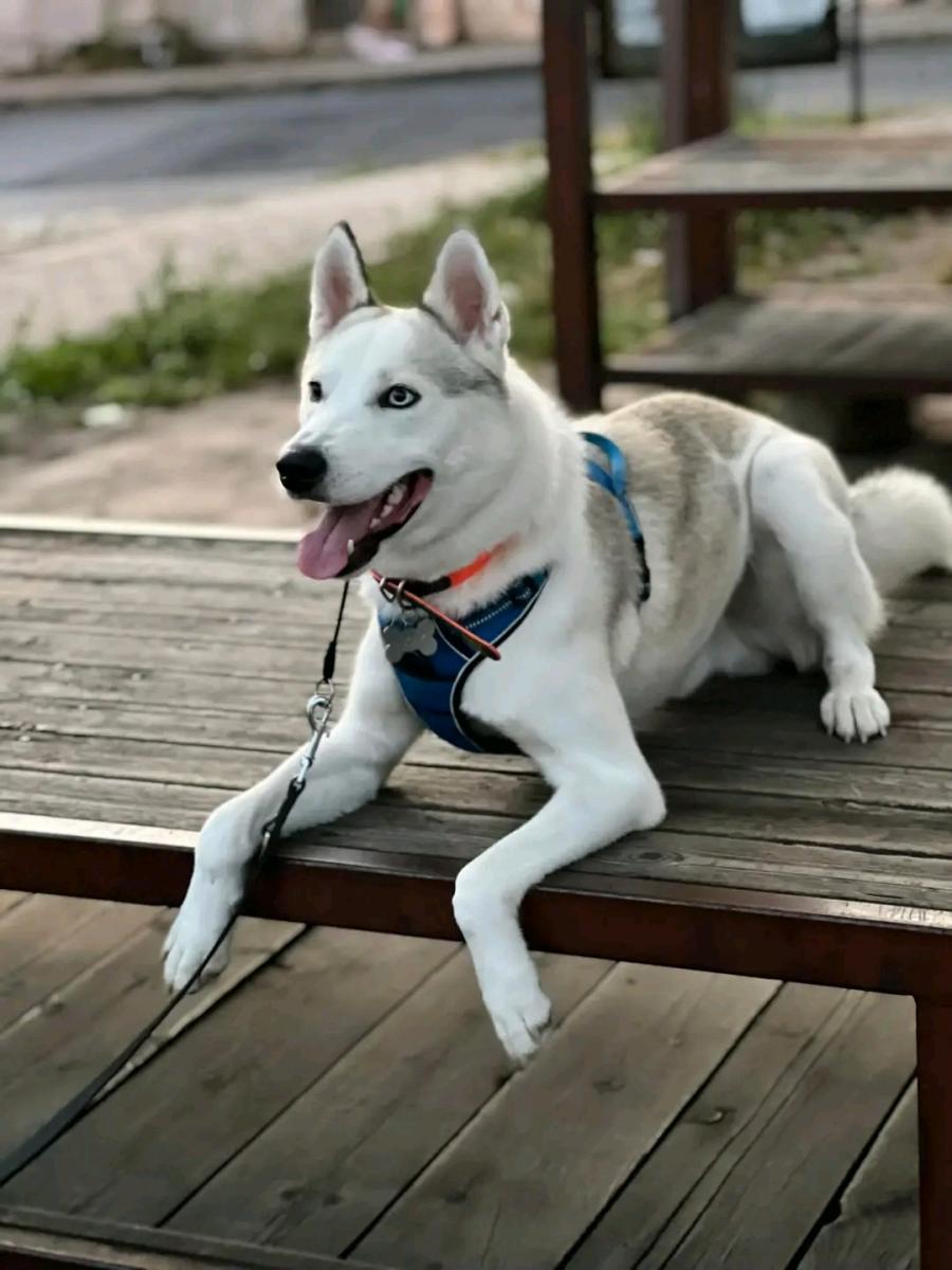 Lucek