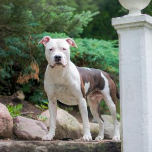 Drako
