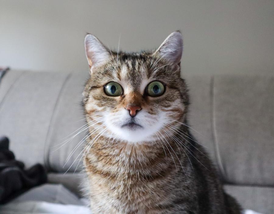 Kicia