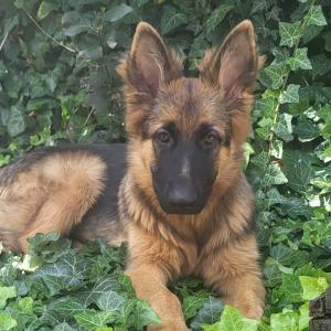 Kora