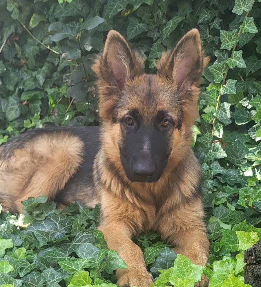 Kora