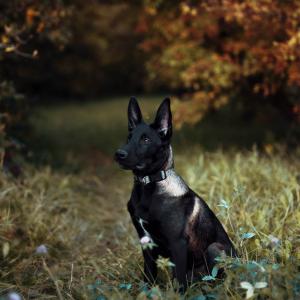 Hiro