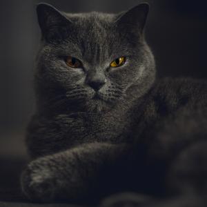 Elsa