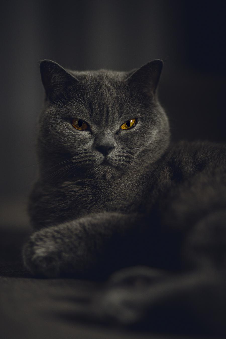 Elsa