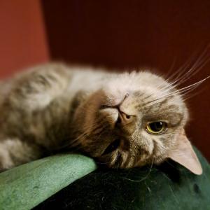 Masza