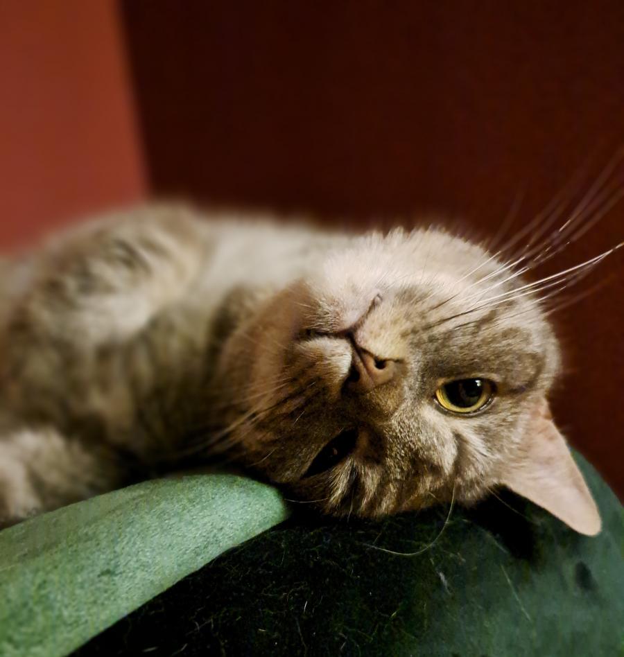 Masza