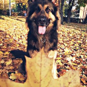 Kratos