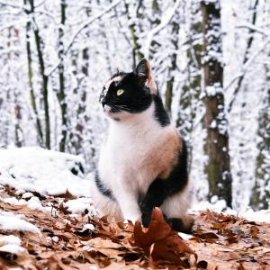 Bubu