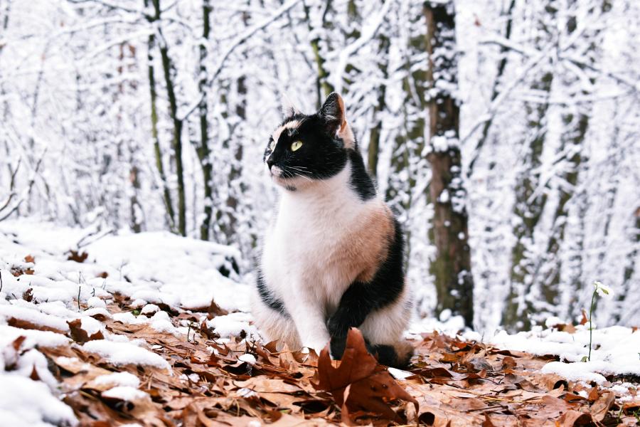 Bubu