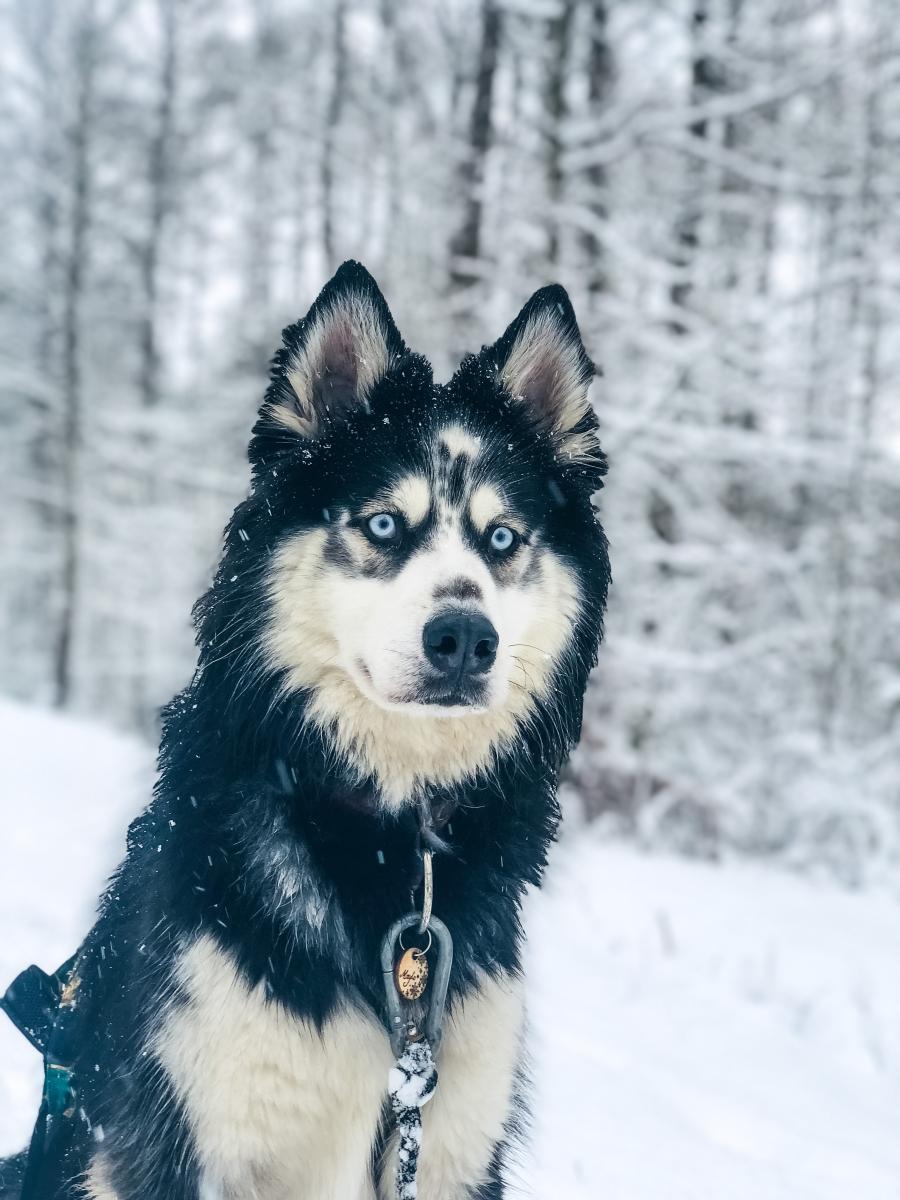 Maylo