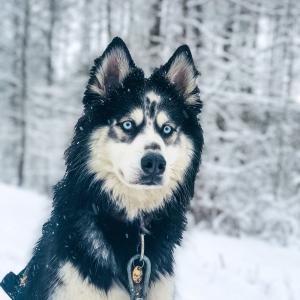 Maylo