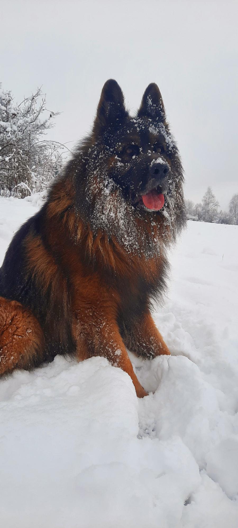 Morus