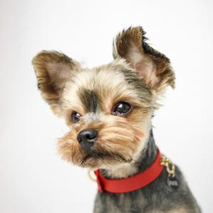 Toby